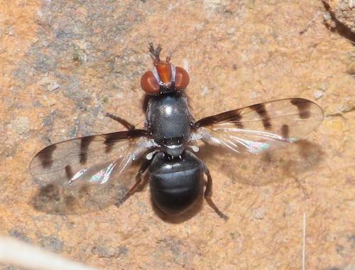 Herina sp.